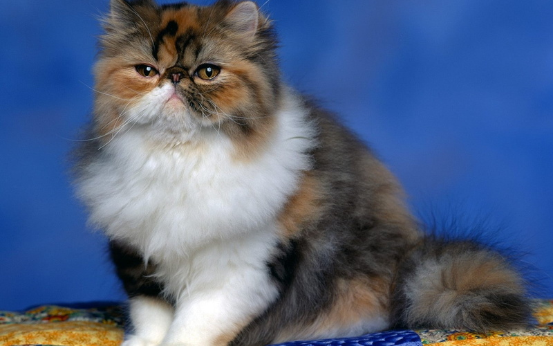 1080P, long, cat, serious, orange, persian, persian cat, fur, white, cute, fluffy