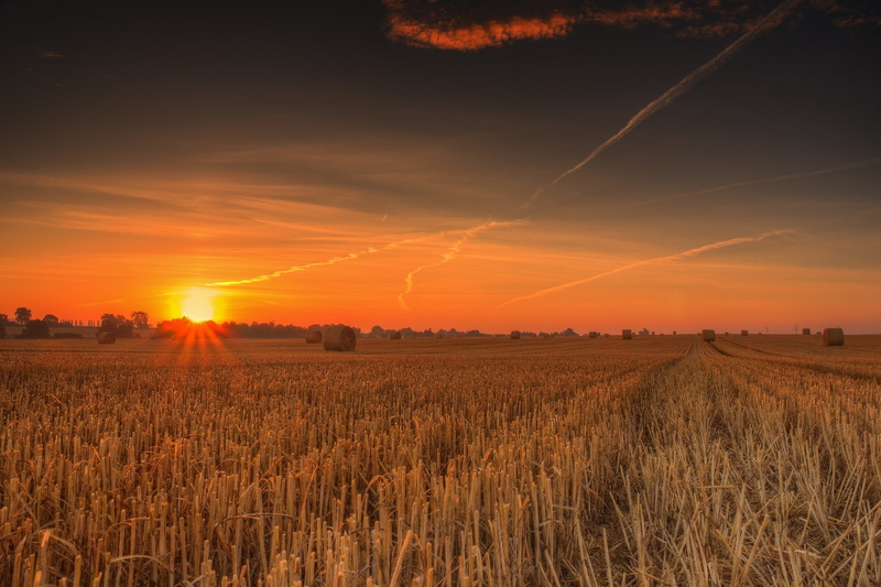 stubble, field stubble, 1080P, nature, sunset, field