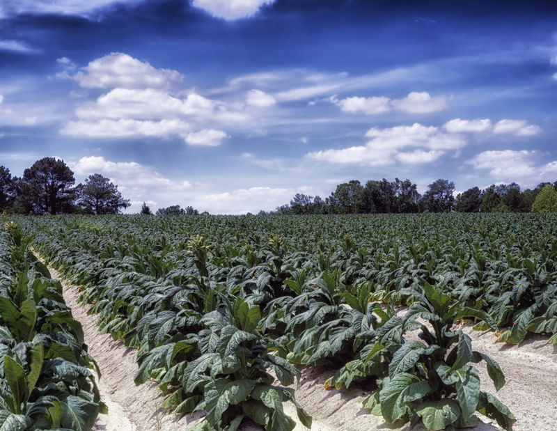 scenics - nature, field, tree, rural, rural Scene, hdr, beauty in nature, day, north carolina, plantation, agriculture, tobacco, landscape, crop, 4K, cloud - sky