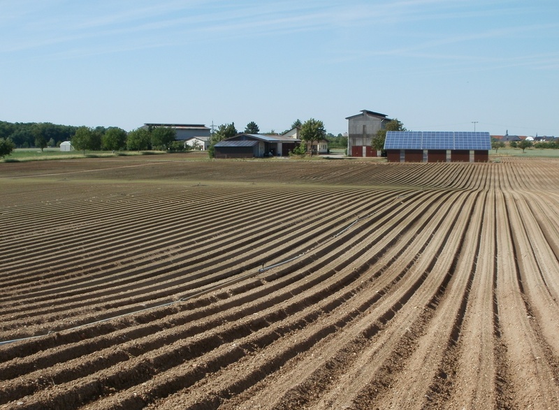farmland, land, sunlight, building exterior, farm, oftersheim, outdoors, tobacco, plowed field, 2K, countryside, growing, architecture, environment, sky