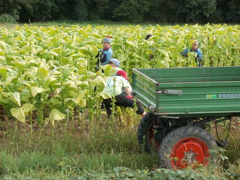 agriculture, rural, plant, land vehicle, rural scene, trailer, farm, outdoors, leaves, harvest, tobacco, farmland, product, plantation, growing, day, land