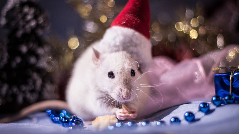 biscuit, muzzle, tree, garland, the Santa hat, cap, lights, beads, New year, white, the year of the rat, legs, decoration, red, sitting, light, mouse, background