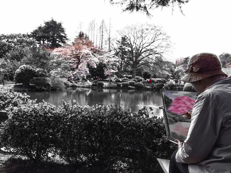 painting, outdoors, Tokyo, clear sky, tranquility, Cherry, Cherry, day, senior adult, adult, park, water, bloom, Flower, sky, blossom, japanese, 2K, lifestyles