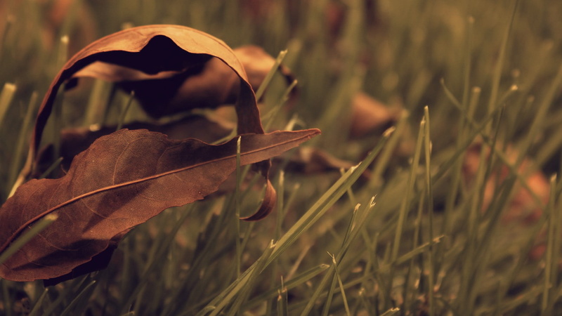 plant part, selective focus, fragility, focus on foreground, nature, green, 1080P, brown, leaf, vulnerability, season, flower, depth, forest, no People