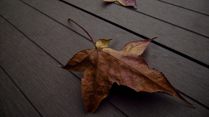 autumn collection, change, fall, vulnerability, leaves, table, wood - material, plant part, high angle view, 1080P, dried, no people, red, autumn, floral