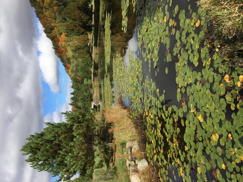 floating on water, plant, scenics - nature, tranquil scene, 2K, nature, tranquility, reflection, outdoors, lake, no people, canada, growth, cloud - sky
