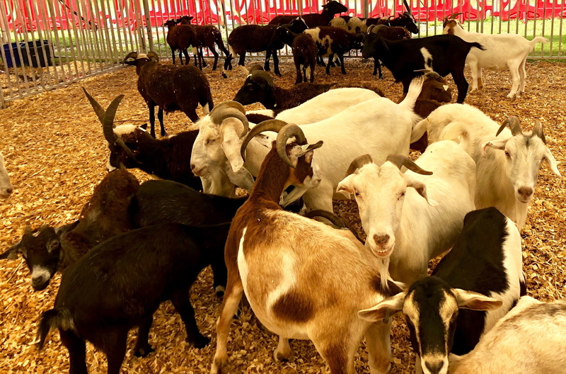 day, group of animals, land, herd, cow, united states, domestic, pets, vertebrate, farm, goats, livestock, 2K, cattle, animal themes, rams, domestic animals