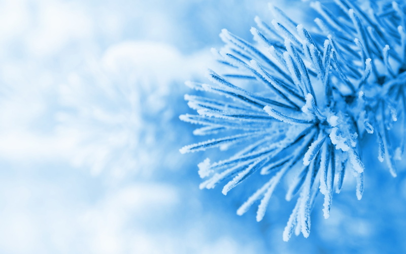 tree, full screen, winter, macro, widescreen, 2K, herringbone, background, s, snow, blue, spruce