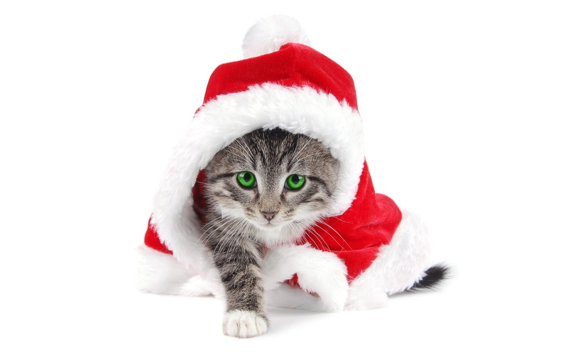 holiday, red, santa claus, mammal, domestic, Christmas, feline, animal, animal themes, pets, cat, looking at camera, celebration, hat, 1080P, animal eye