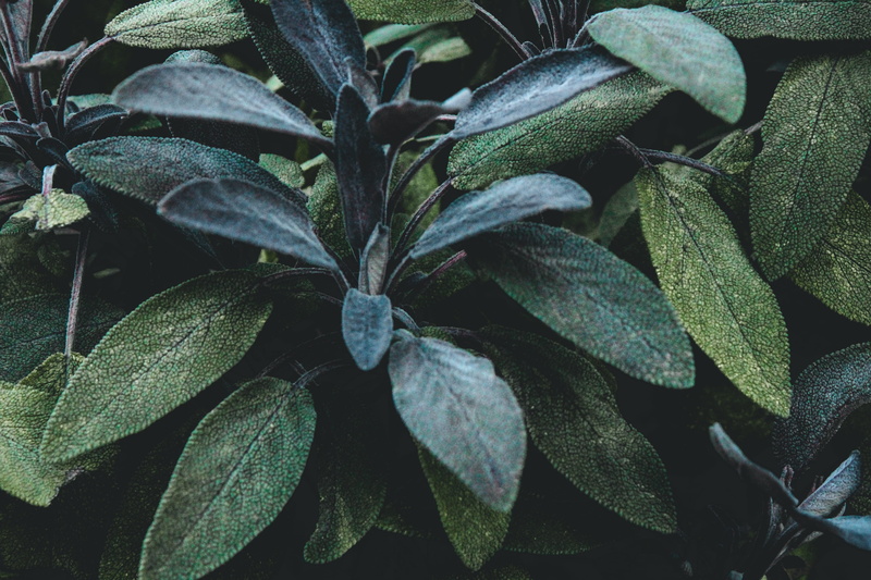 leaves, germany, no people, beauty in nature, high angle view, green color, 2K, ingredient, sage, cologne, growth, food and drink, cooking