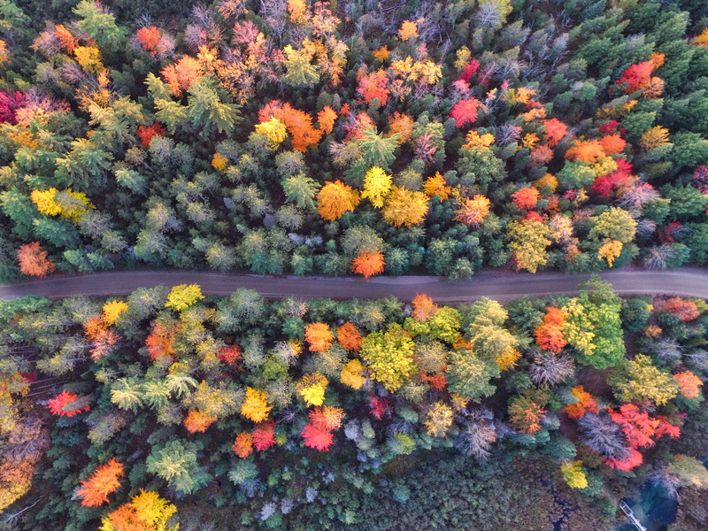 autumn, drone view, nature, aerial, 4k, forest, 2K, hd