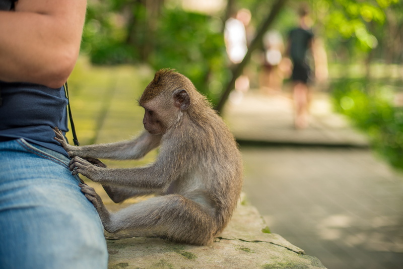 studies, outdoors, animals in the wild, beggar, one person, zoo, monkey, focus on foreground, indonesia, nature, park, bali, curious, steals, young animal