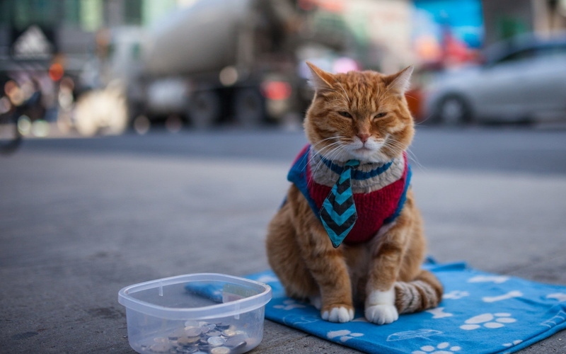 clothing, beggar, cat, 1080P