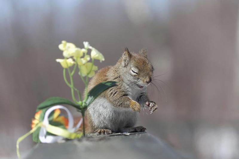 squirrel, laughter, 1080P, LOL