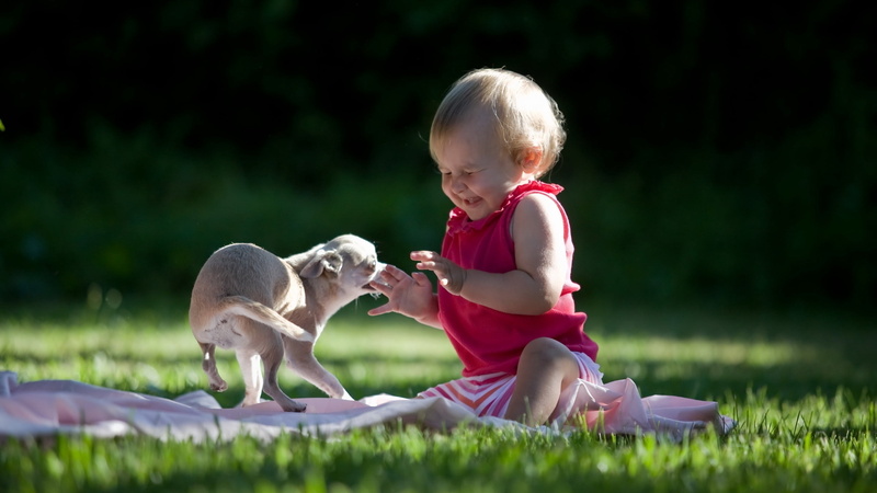 young, people, beautiful, meadow, pet owner, baby, park - Man Made Space, green Color, friendship, real people, outdoors, boys, pets, animal themes, red