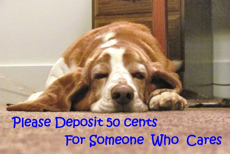 cares, pets, laughter, 1080P, silly, entertainment, hound, sleepy, fatique, humor, animal, nature, funny, sarcasim