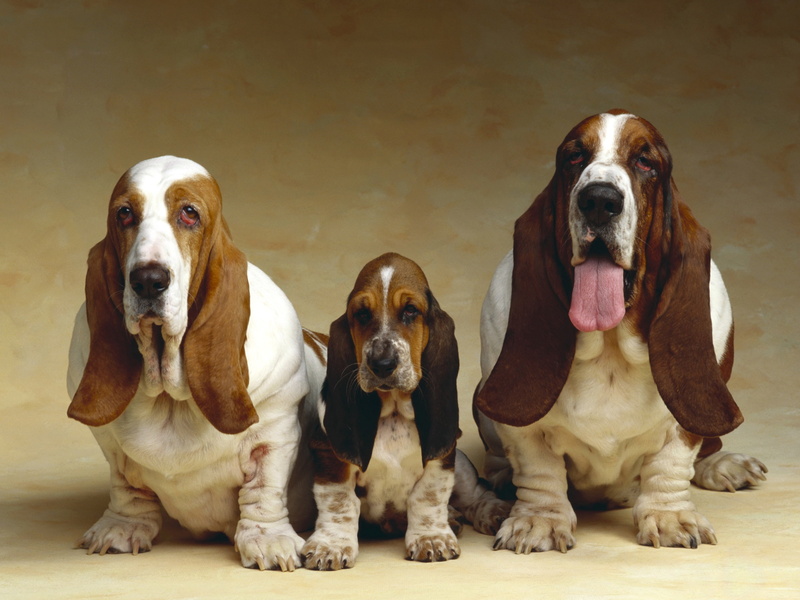 Three, Hound, Dogs, 2K, Basset