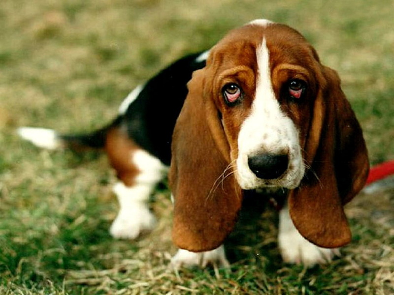 pet, hound, 480P, dogs, basset hound, hd, grass, dog, art, basset, sad, puppy, animals