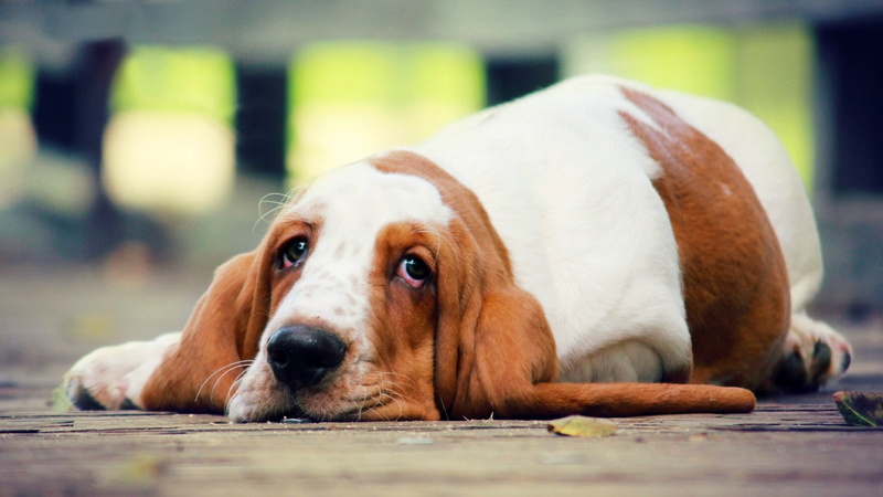 domestic Animals, canine, resting, hound, adult, mammal, purebred Dog, focus on foreground, dog, pets, lies, 2K, cute, puppy, lying down, animal themes