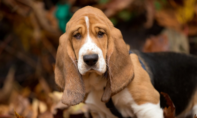 Muzzle, Basset Hound, Dog, 1080P, Dogs