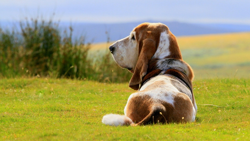 2K, picture of a basset hound dog