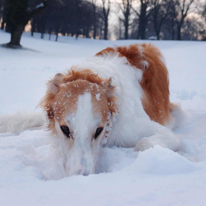 hound, playing, domestic, animal themes, day, mammal, land, dog, pets, winter, canine, nature, borzoi, domestic animals, cold temperature, 2K, vertebrate