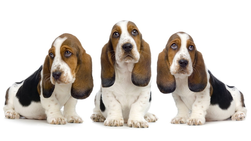 vertebrate, group of animals, animal, basset hound, dog, pets, white background, young animal, beagle, mammal, looking at camera, jack russell terrier
