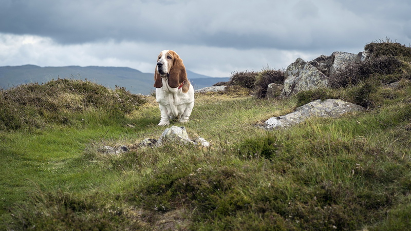 domestic, canine, nature, vertebrate, day, solid, one animal, 4K, land, field, grass, rock - object, no people, plant, animal, mammal, pets, basset hound dog image