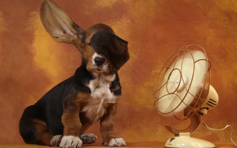 wind, dog, black, fun, old-fashioned, fan, old, domestic Animals, basset, domestic, no People, ears, mammal, hound, cute, heat, animal, 1080P, electric lamp