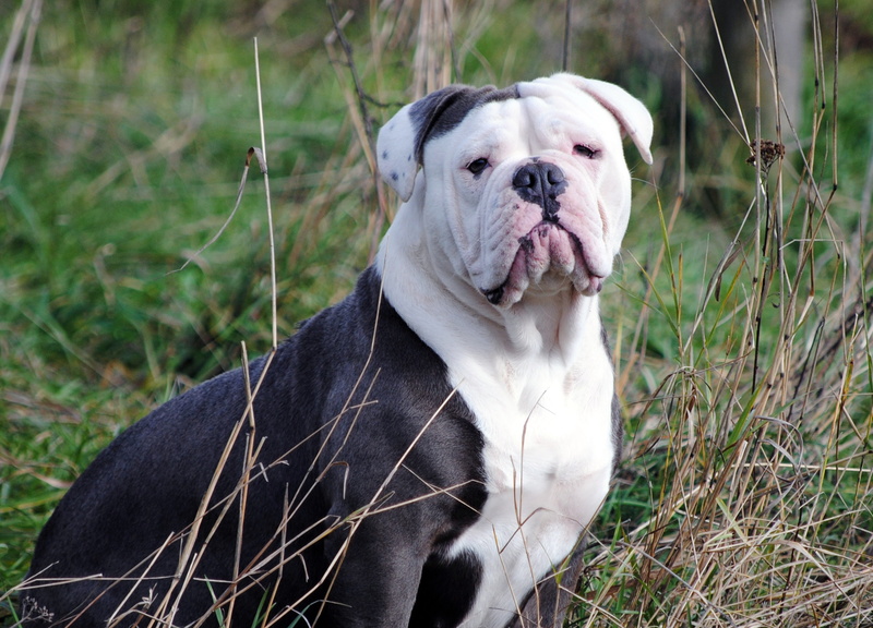 portrait, black, mouth open, pets, land, facial expression, canine, adult, one animal, plant, american, dog, nature, photo, looking away, pet, breed, day