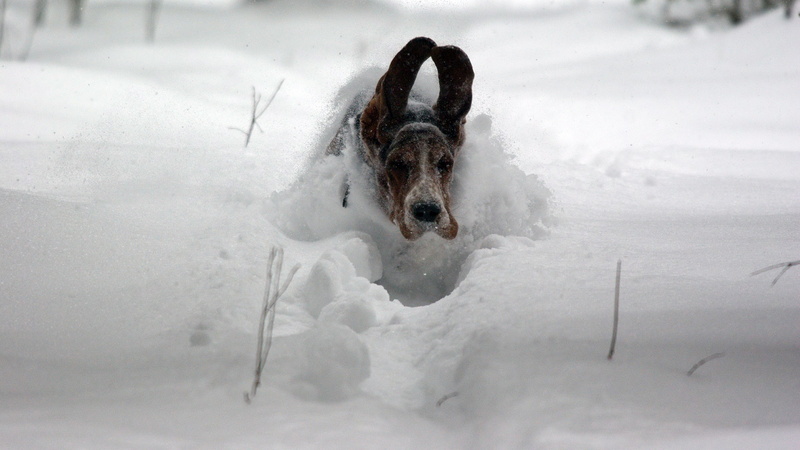 cold temperature, nature, mammal, snow, animal themes, no people, vertebrate, 4K, animal body part, domestic animals, funny running on snow basset hound dog picture