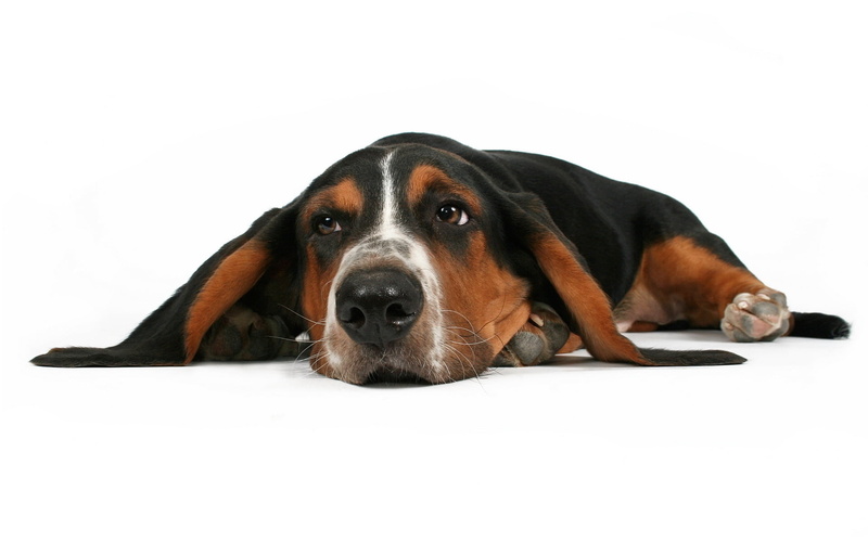 purebred dog, animal head, 1080P, domestic animals, dog, relaxation, portrait, animal, close-up, white background, domestic, indoors, dogs, one animal