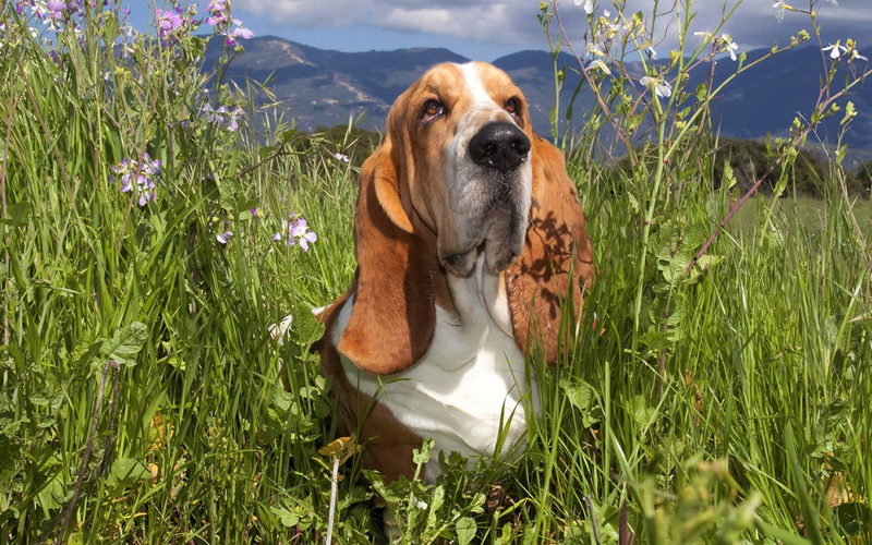 basset hound, 1080P