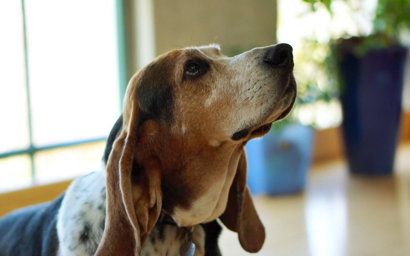 720P, dog, hound, basset