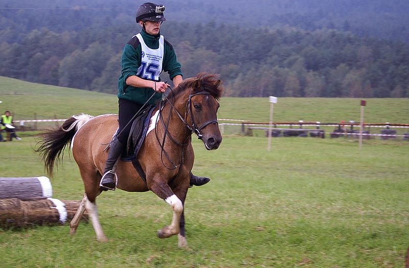 jeżdziec, obstacles, horseback riding, field, grass, outdoors, the rivalry, activity, riding, obstacle course, herbivorous, jumping, brown, vertebrate