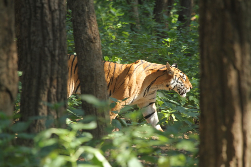 motherwithcubs, forest, tigris, outdoors, tree, land, canon, growth, kanha, selective focus, one animal, herbivorous, woodland, trunk, tree trunk, 5K