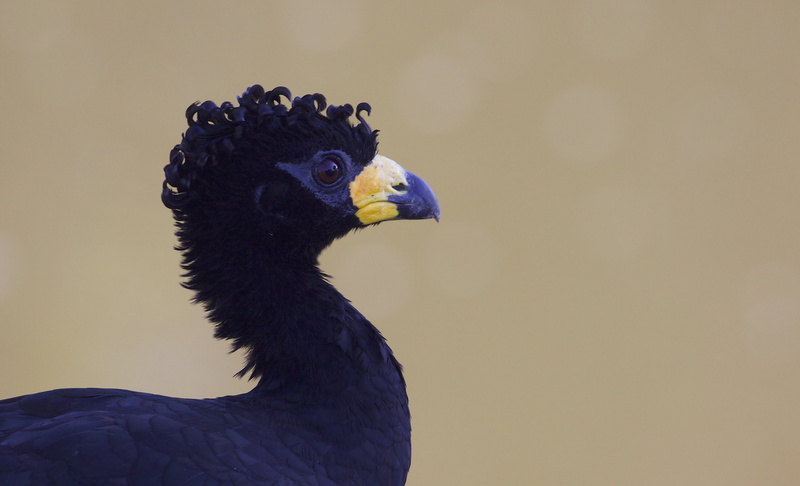 feather, Naturalist, crax, Brazil, Bare, nature, wildlife, close, blue bird, Smith, animal, view, 4K, bird, Journeys, Brasil, Neblina, Male, beak, Crax fasciolata