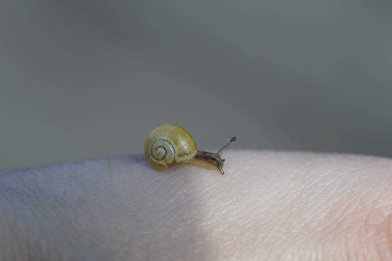 keep, reptile, nail, animal themes, unrecognizable person, 5K, close-up, carefully, fauna, human body part, invertebrate, child, mollusk, nature, Shell