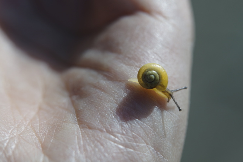 hand, summer, slowly, animal, steinig, nature, gastropoda, 5K, yellow, unrecognizable person, shell, crawling snails, responsibility, gastropod, animals in the wild