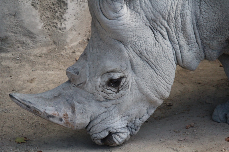 forest, white rhino, strong, large, wrinkled, day, endangered animals, species, dangerous, fat, zoological, rhinoceros horn, skin, horn, one animal, Rhinoceros