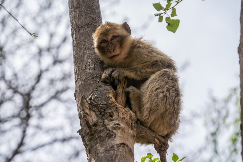 ouzoud, primate, tree trunk, plant, be human, brown, monkey, baboon, marocco, darwin, fauna, nature, outdoors, animals in the wild, branch, wildlife, jungle