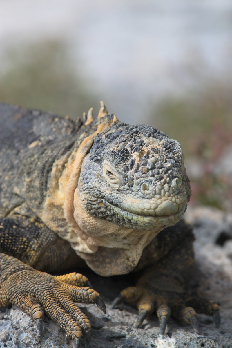 wildlife, textured, animals in the wild, darwin, Galapagos, rock, no people, close-up, animal, marine, 4K, island, day, vertebrate, rock - object, Nature