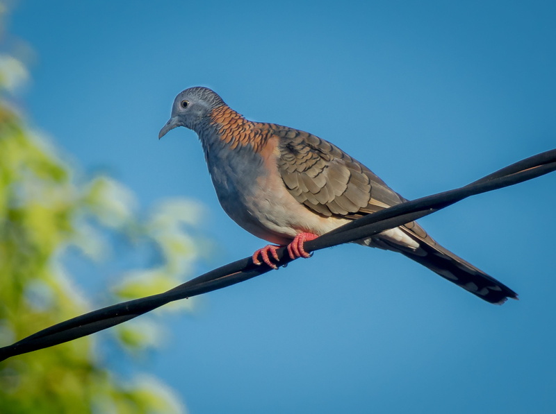 day, close-up, perching, sky, tropical, wildlife, dove - bird, tree, darwin, animal wildlife, bird, nature, blue, animal themes, branch, animals in the wild