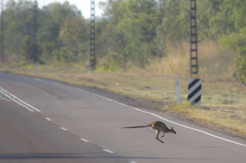 wallaby, sign, wildlife, street, no people, land, nature, bird, animal wildlife, animal, northern territory, darwin, crossingroad, road, roadtrip, animal themes