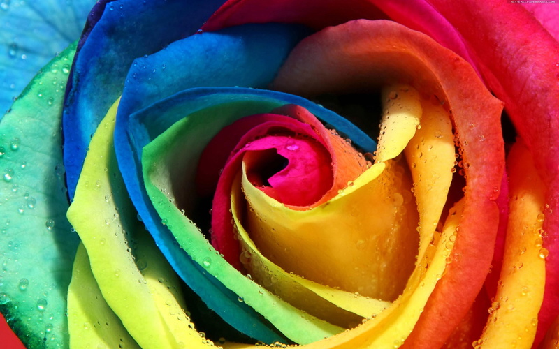 closeup, alone, yellow, unforgettable, beautiful, raindrops, green, fullcolours, 2K, blue, rose, 3d and abstract