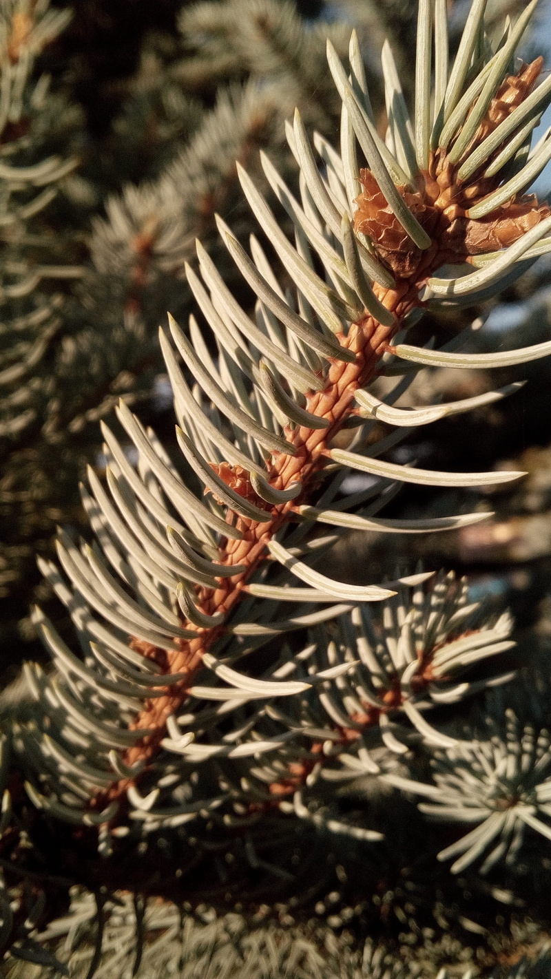 needle - plant part, pine, land, pine tree, close-up, sunlight, growth, christmas, 2K, winter, tree, plant, sewing needles, branch, no people, day, beauty in nature
