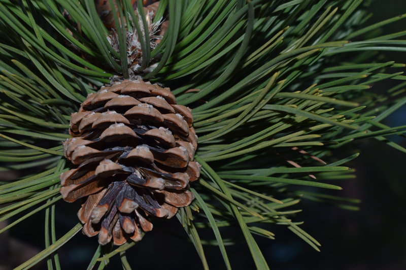 plant part, pinopsida, day, nature, close-up, unforgettable, pinaceae, leaves, focus on foreground, pine, leaf, no one, green color, needle - plant part
