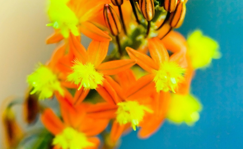 2K, Flowers, Macro, Aero, Colorful, Unforgettable