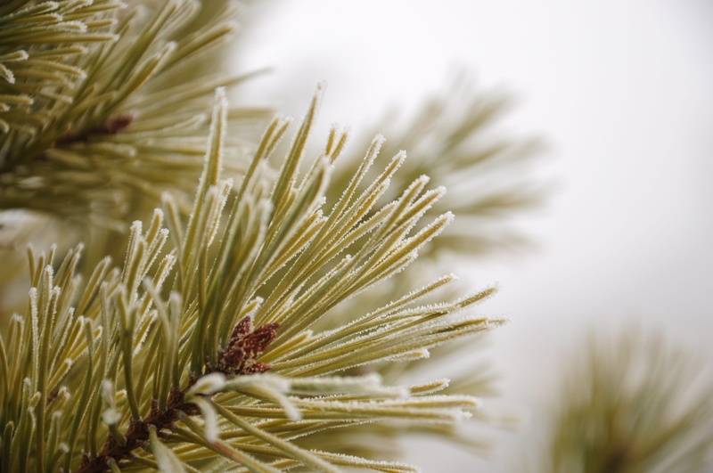 environment, 4K, green, pine, coniferous tree, branch, tranquility, freshness, plant, frost, outdoors, nature, selective focus, pine tree, needle - plant part
