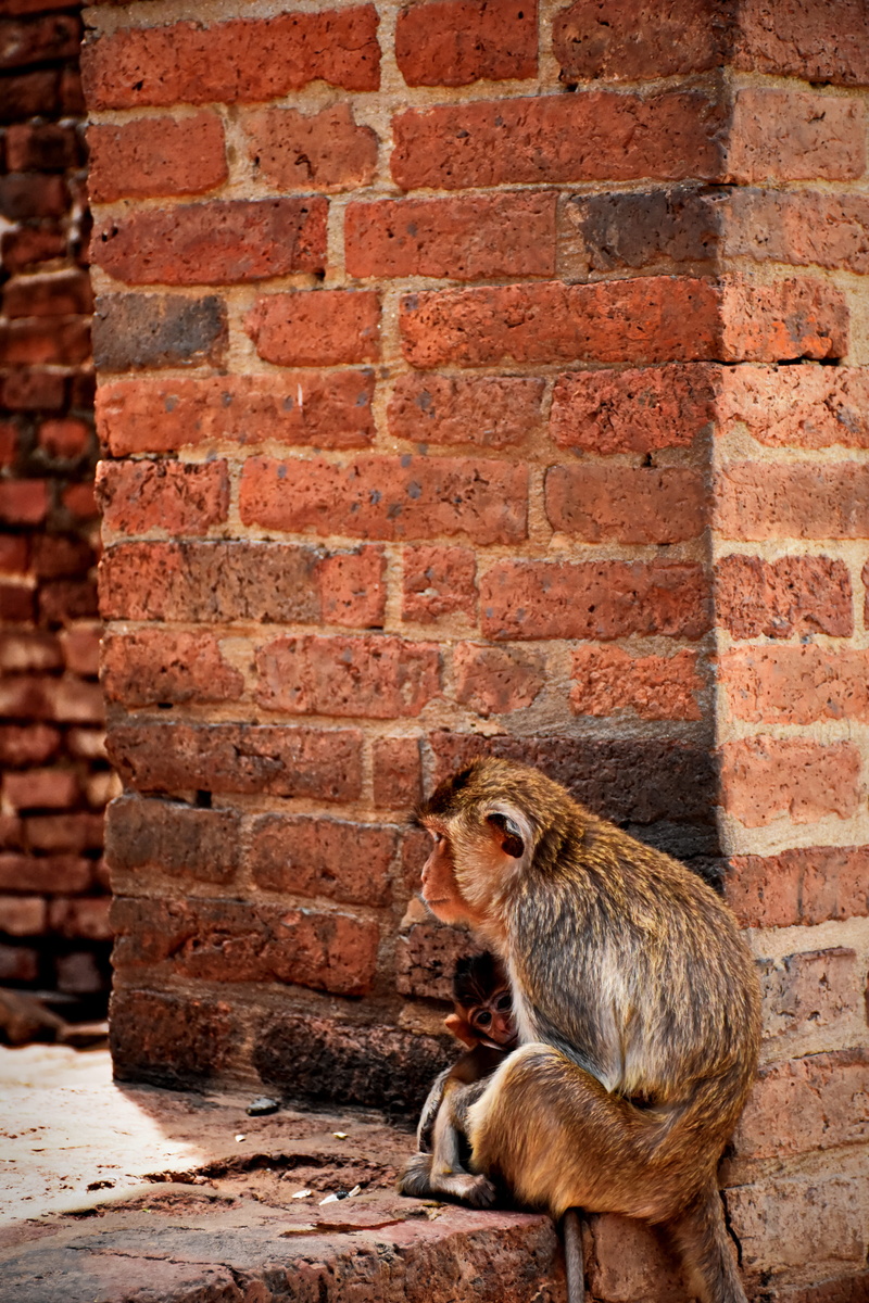 animal wildlife, macaque, tree, care, persistent, crossbreed, wall - building feature, an unforgettable, monkey, serious, endangered, fluffy, there are no residential